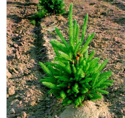 Baby seedlings starting out at Sherman Nursery Farms!