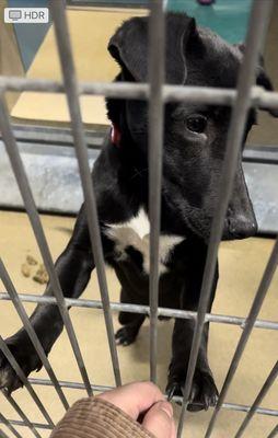 I knew right away he was the one! First video/pic I took of him at the shelter.