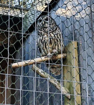 "Hoodwink" the Barred Owl.