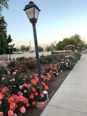 Breathtaking rose garden April 14, 2023