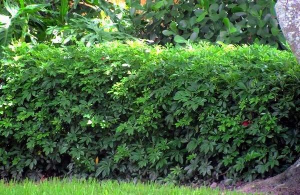 replace ugly hedge with new ones!!