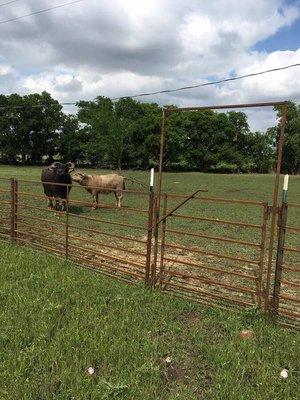 4 x 10 goat panels holding in water buffalo