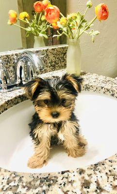 Charlie in the sink, lol