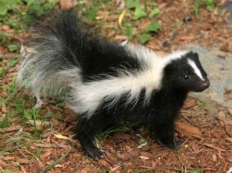 Skunk Removal and Trapping