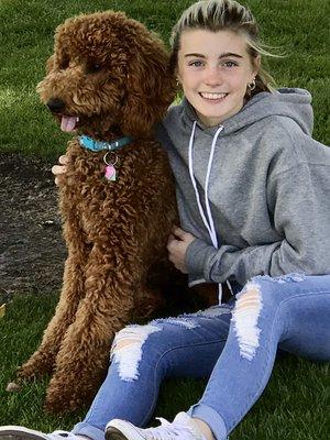 Pippi- standard red poodle