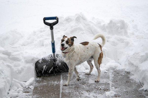 We use Pet Safe ice melt on all our properties!