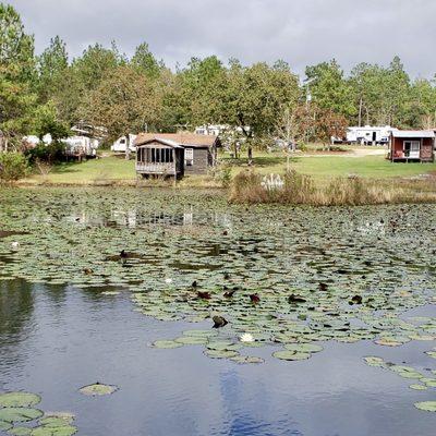 View from the pond.