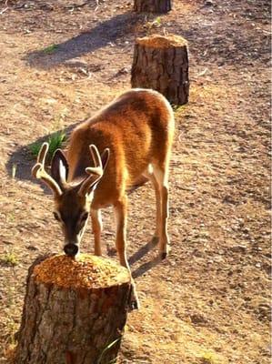 Enjoying the treat from El Sobrante feed store!!!