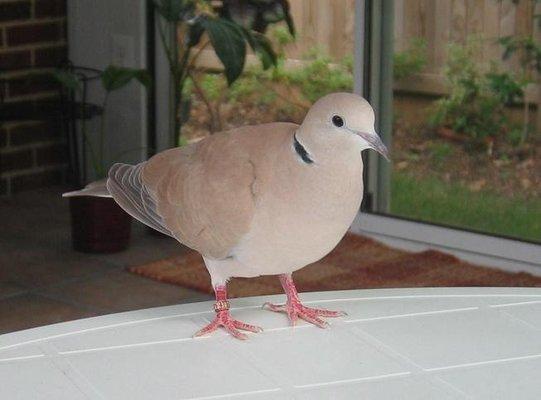 Pecker the dove, after his wing surgery