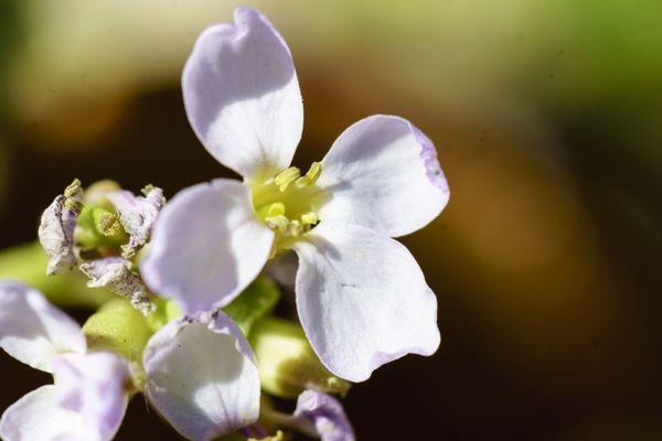 coast rockcress