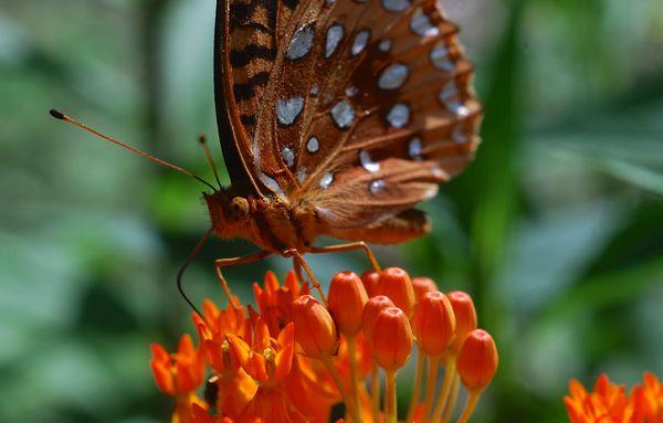 Butterfly on Ironweed