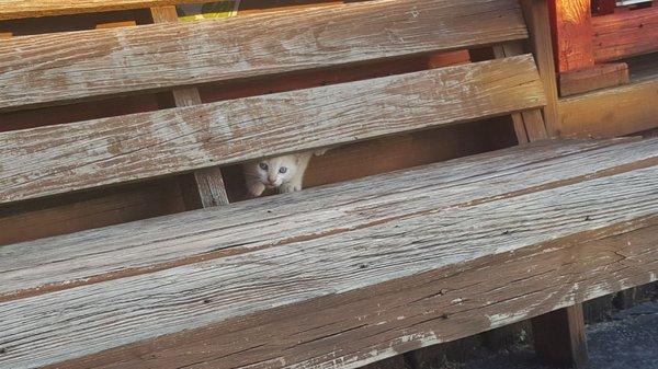 Kitty peeking out behind their bench!