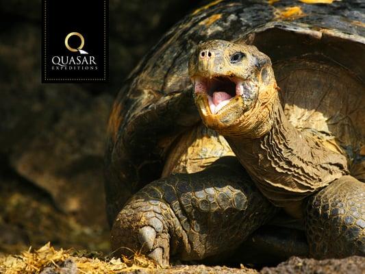 Giant Tortoises of the Galapagos!