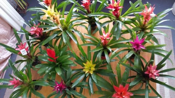 Bromeliads!