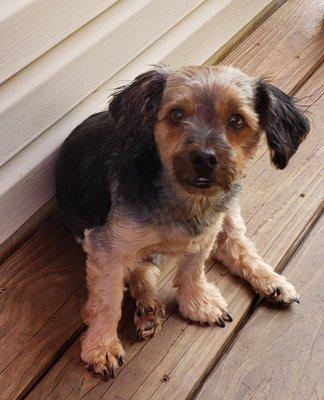 Ozzy is a Yorkie.  Very loveable but shy.  Never leaves my side.