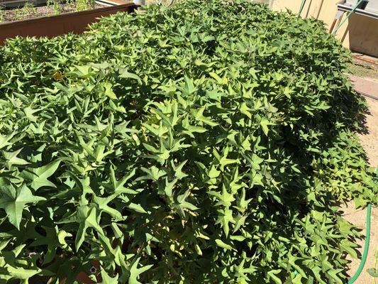 Sweet potato plant took over the garden