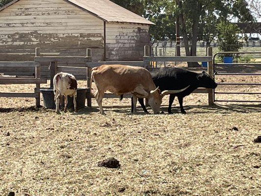 Texas Longhorn