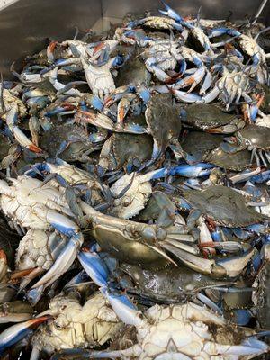 Blue crab