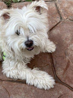 Baci chillin' at 110 on a gorgeous summer afternoon