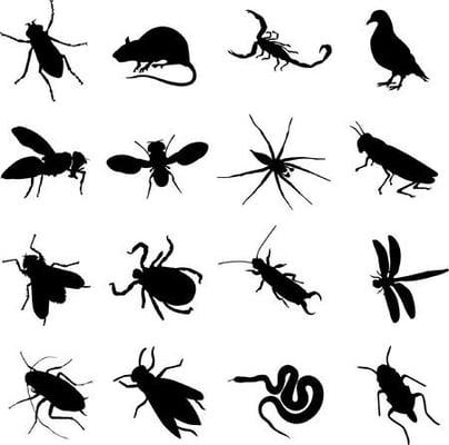 Ailing House Pest Management - Pest Management Service - Carmel, Pebble Beach, Pacific Grove, Monterey, and surrounding areas.