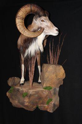 Safari Life Taxidermy