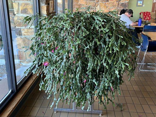 Have you ever seen a larger and more happy Christmas cactus before?