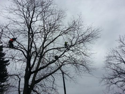 TRIMMING ELM TREE