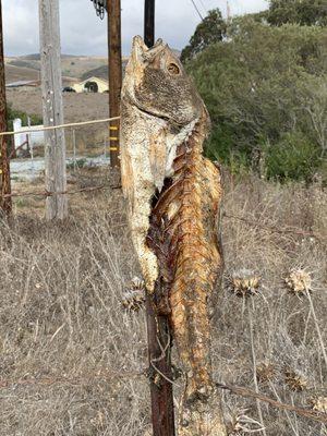 What is it with the dead fish on the fence posts in the parking area?