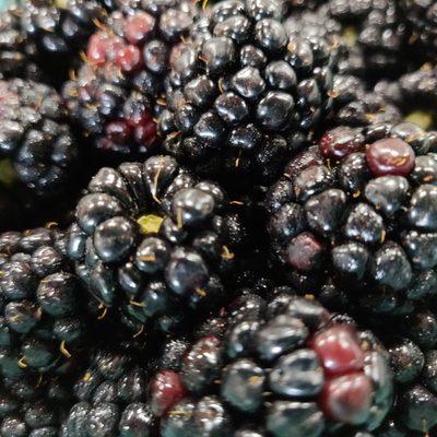 Blackberries!