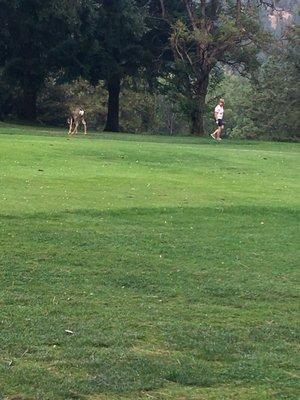 Deer & geese on the course made for a few creative shots