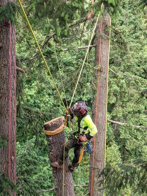 Daniel Goss, removal of uprooted fir tree that laid over into another fir tree.