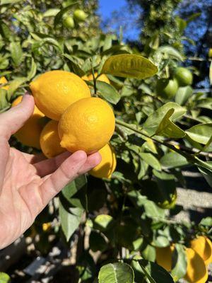 Meyer Lemons