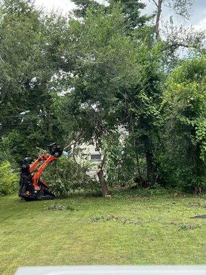 Tree removal machine