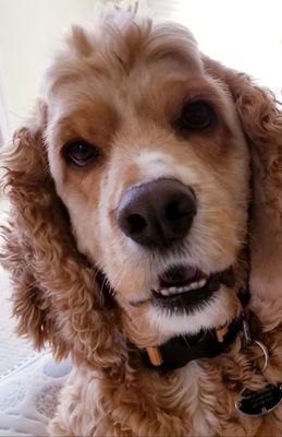 Cooper the Cocker Spaniel and patient of Dr. Kimberley Johnson.