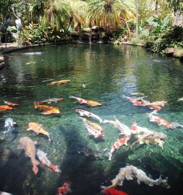 Show pond at Angels Hatchery - Miami Koi Fish