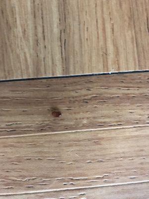 Live bed bug 48 h after