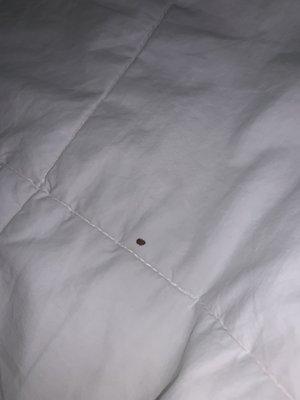 Blood on sheets