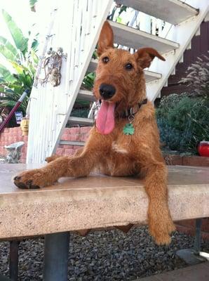 Finn lounging in his favorite spot--on TOP of the picnic table.