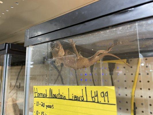 A dehydrated and stressed horned mountain lizard in a tank