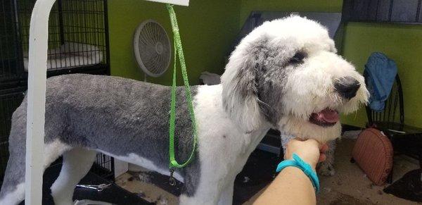 The Sheepdog came in and they wanted the body to be short and the face to be extra fluffy