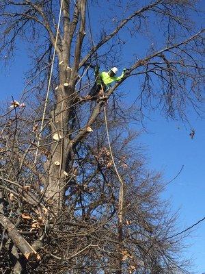 Removing a large oak tree in back yard! Also ground the stump and surface roots!