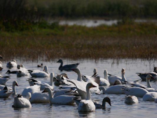 Merced National Wildlife Refuge