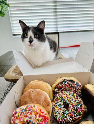 My kitty wanted a donut