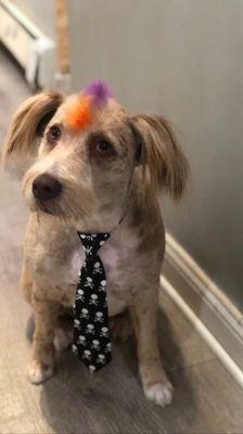 Barbara Streisand is looking great after a grooming by Anna