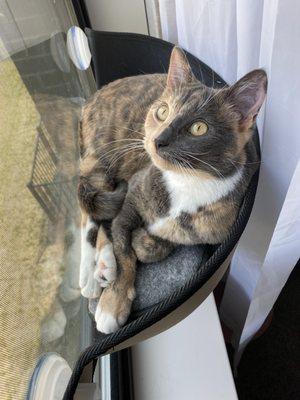 Happy kitten in her window seat!