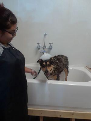 Rotty getting a bubble bath