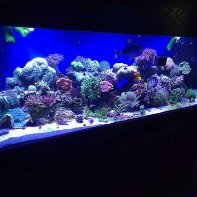 180gal Reef aquarium owned and maintained by Fishy Business