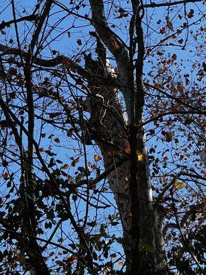 There was a Pileated Woodpecker up there. It was really awesome to hear it, and then see it in action