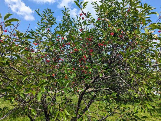 Tart Cherries