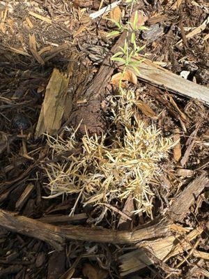 Completely dead plant